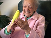 Auckland Aged Care - Yellow budgie